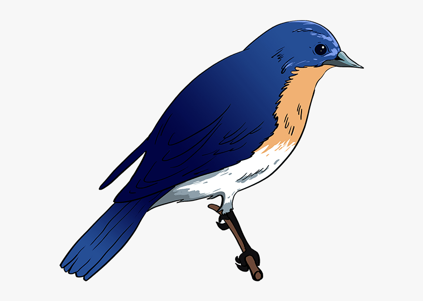 Blue Bird Png -how To Draw Eastern Bluebird - Easy Blue Bird Drawing, Transparent Png