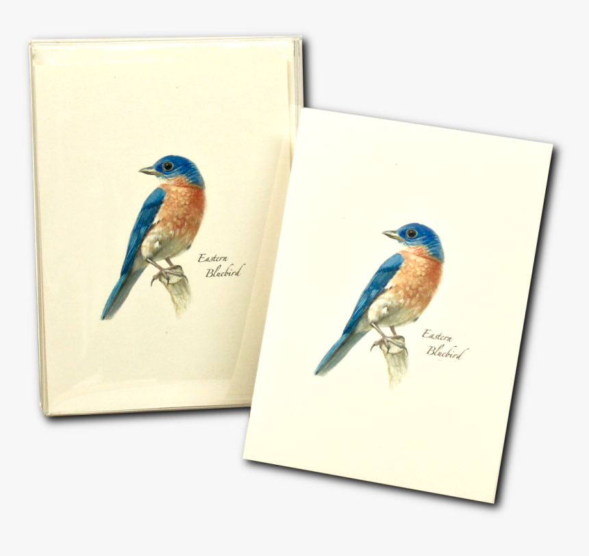 Coraciiformes, HD Png Download