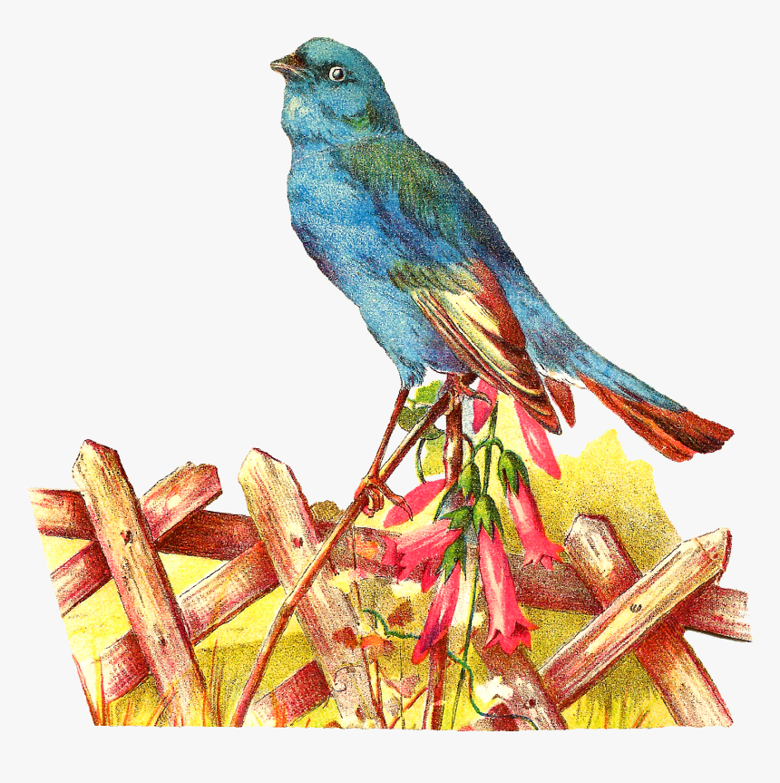 Pet Clipart Blue Bird - Mountain Bluebird, HD Png Download