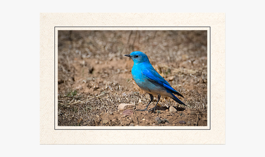 Mountain Bluebird - Indigo Bunting, HD Png Download