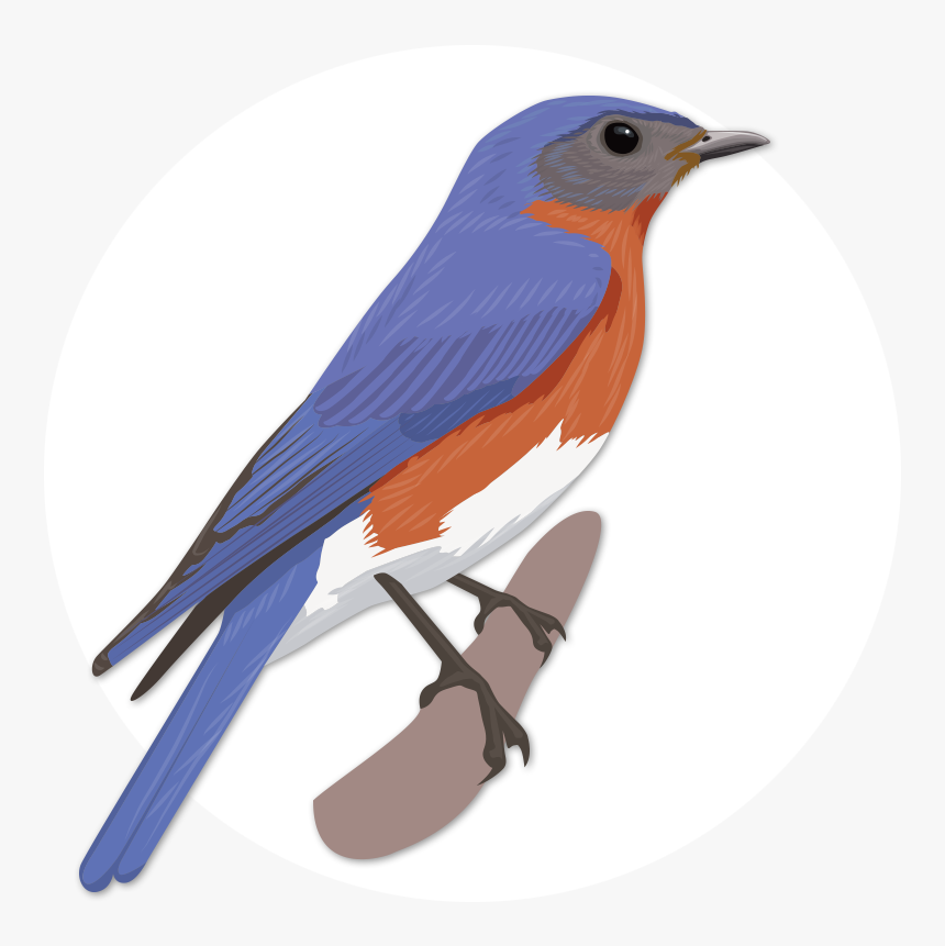 Eastern Bluebird Clipart , Png Download - Eastern Bluebird, Transparent Png