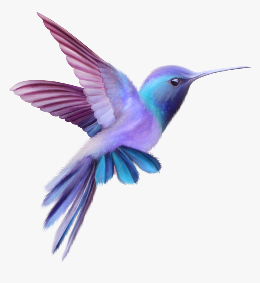 Hummingbird Png - Pink And Purple Hummingbird, Transparent Png