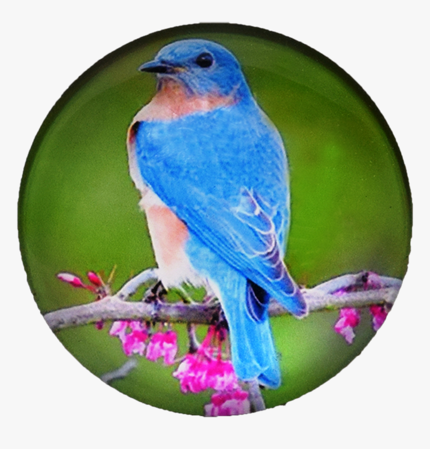 Bird G1000-20 Glass Magnet Blue Bird 50mm - Eastern Bluebird, HD Png Download