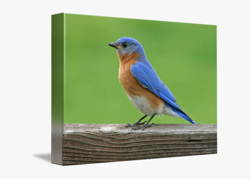 Clip Art X L By - Eastern Bluebird, HD Png Download