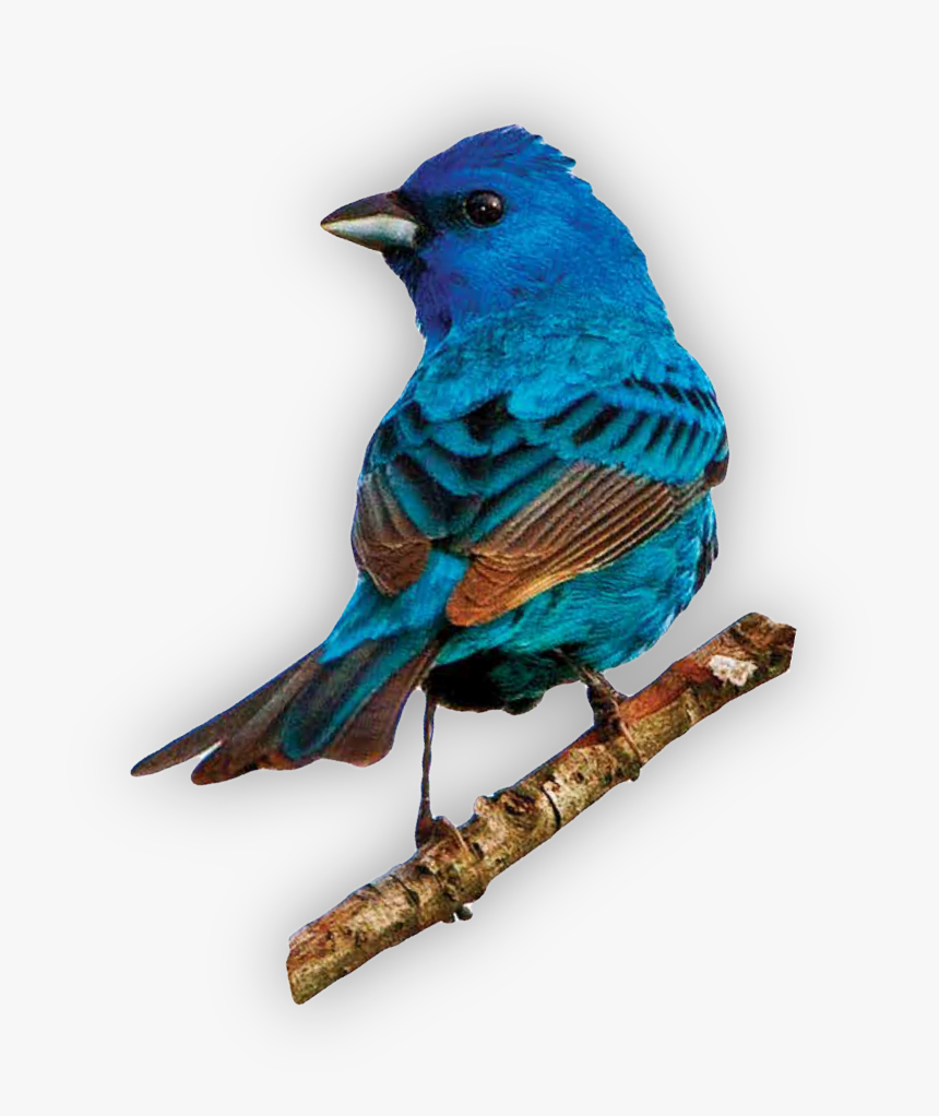 #bird #bluebird @piroskab #freetoedit - Indigo Bunting, HD Png Download