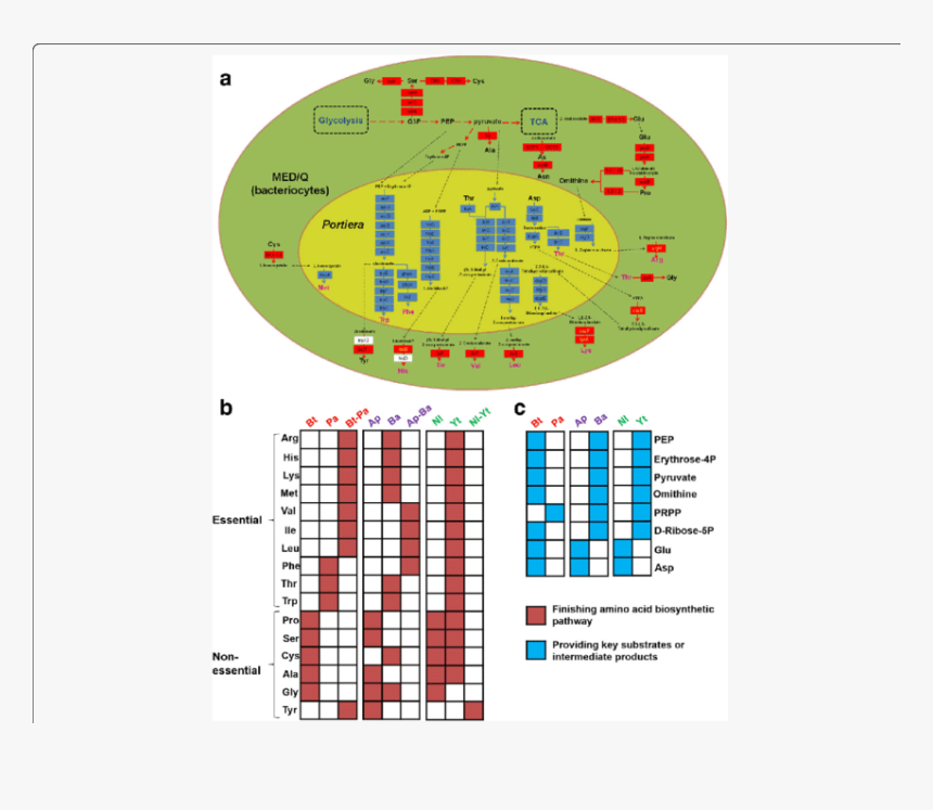 Diagram, HD Png Download