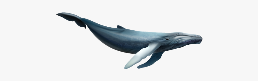 Whale Stock, HD Png Download