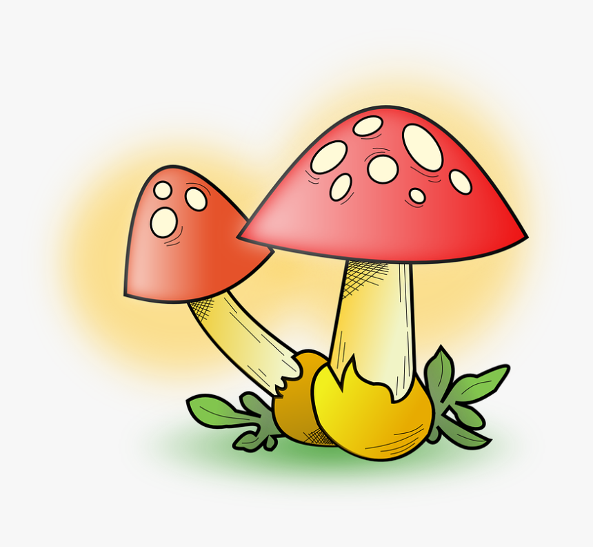 Transparent Mushrooms Png - Fungi Clipart, Png Download