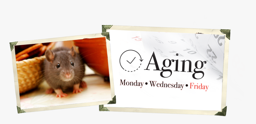 Rat, HD Png Download