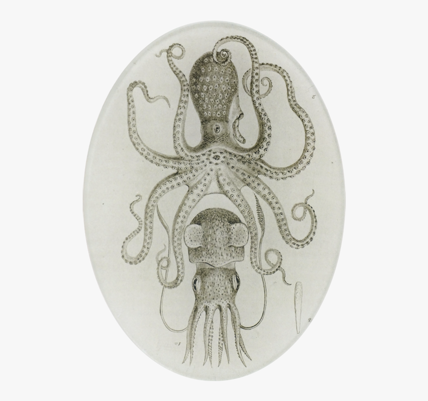 Astier De Villatte Octopus, HD Png Download