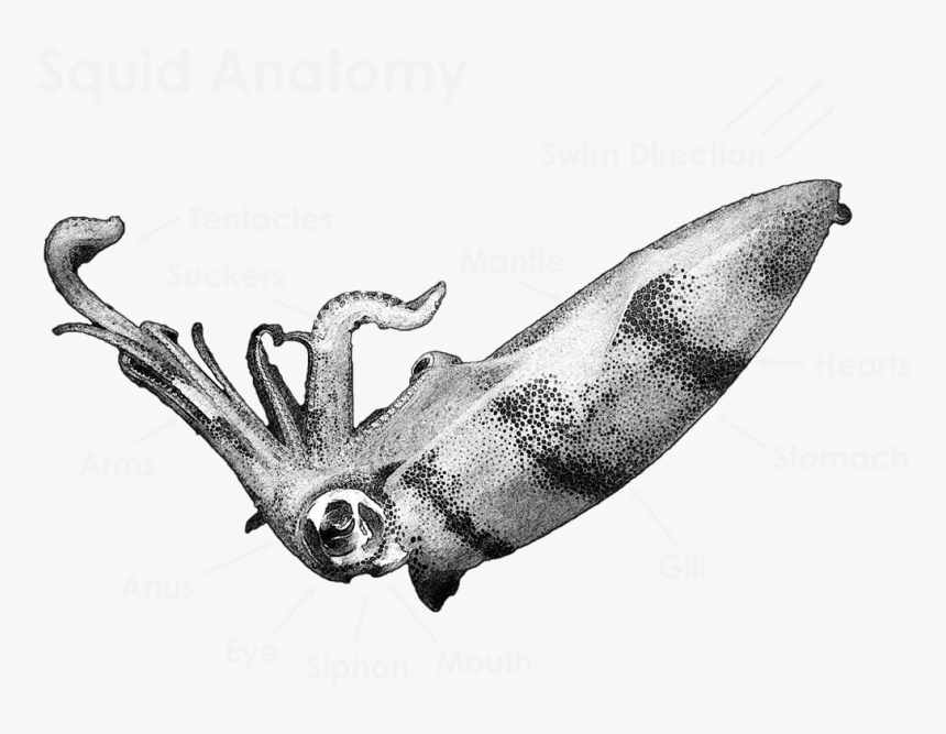 Picture - Illustration, HD Png Download