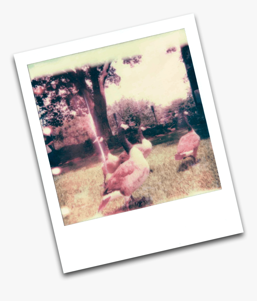 Photograph, HD Png Download