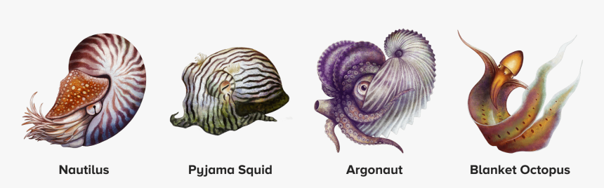 Four Illustrated Cephalopods, Including The Nautilus, - Illustration, HD Png Download