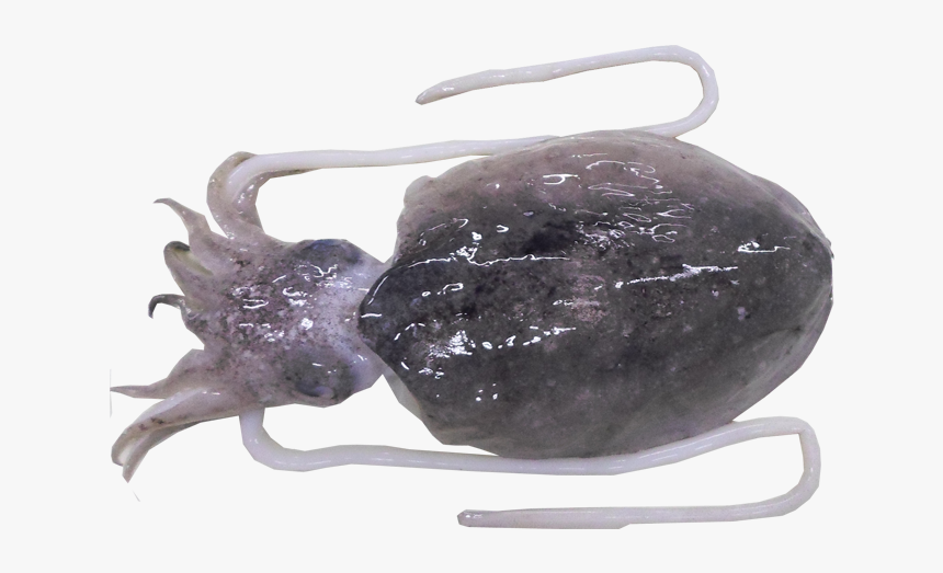 Skull, HD Png Download