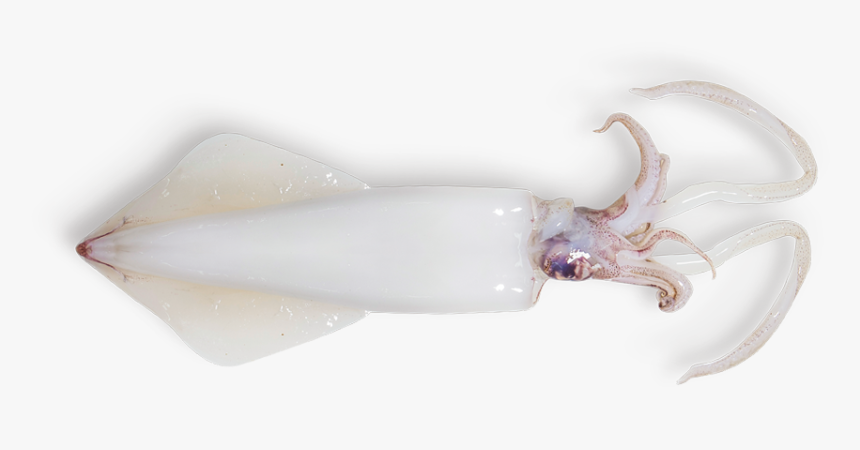 Snail, HD Png Download