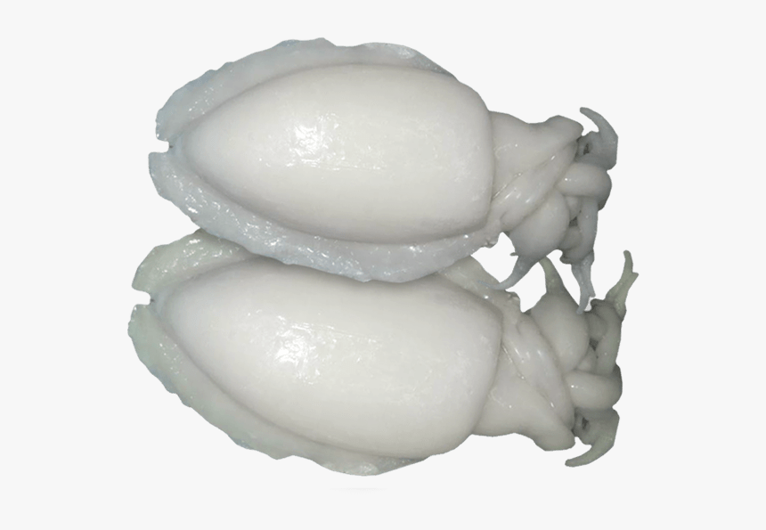 Octopus, HD Png Download