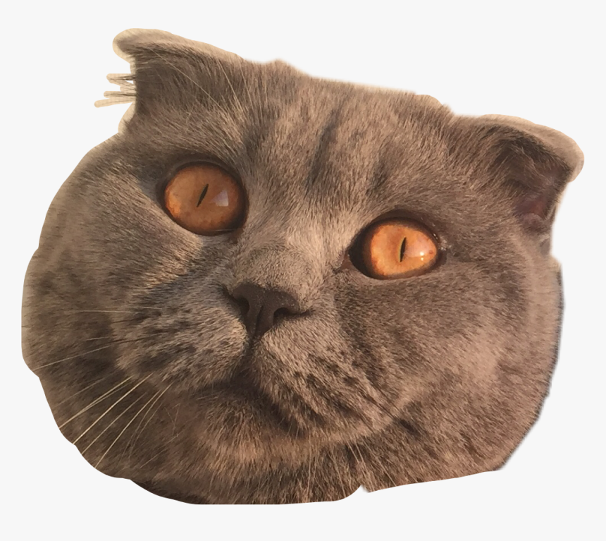 Transparent Cat Eyes Png - British Shorthair, Png Download