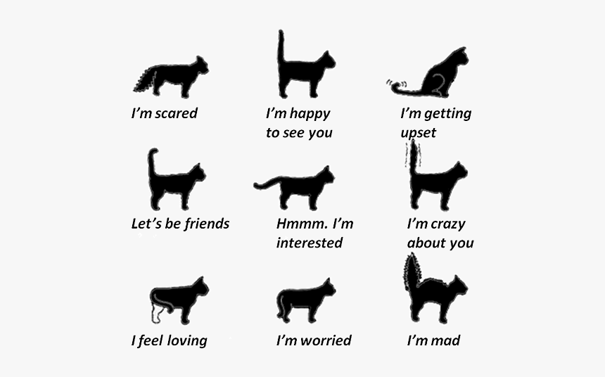 Cat Tail Movements, HD Png Download
