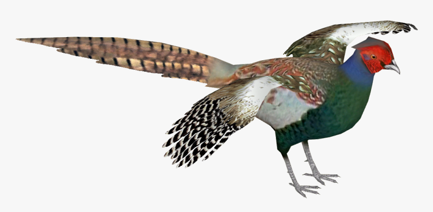 Thumb Image - Green Pheasant Bird Png, Transparent Png