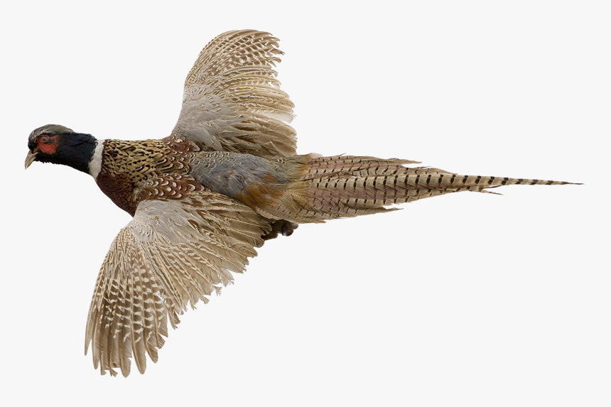 Ring-necked Pheasant Bird Gordon Setter Hunting - Ring Necked Pheasant Png, Transparent Png