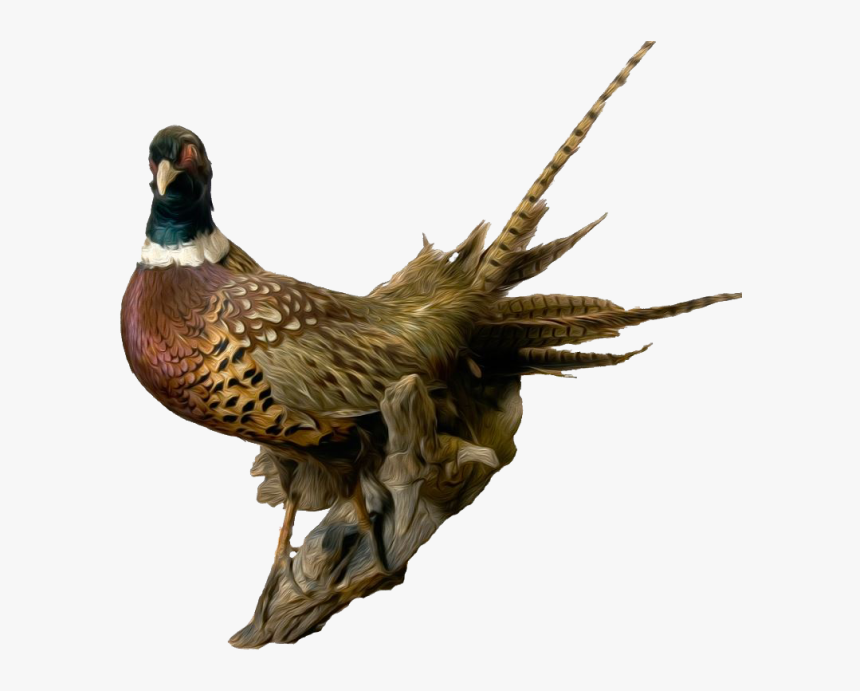 Overland The Pheasant - Pheasant Png, Transparent Png