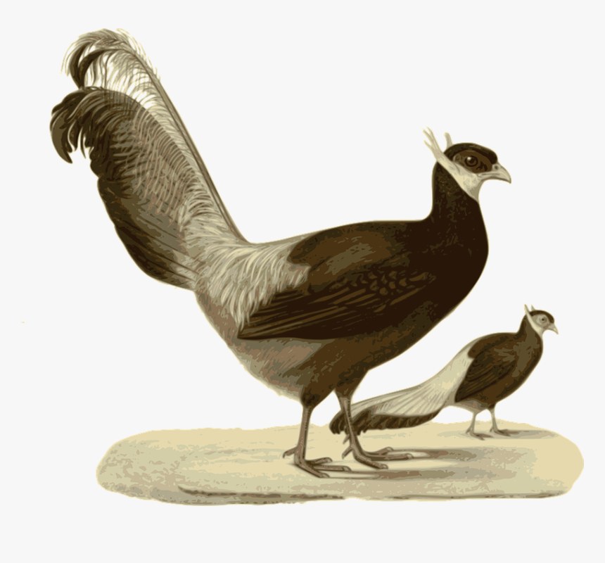 Pheasant, Standing, Walking, Bird, Feathers, Animal - Blue Eared Pheasant, HD Png Download