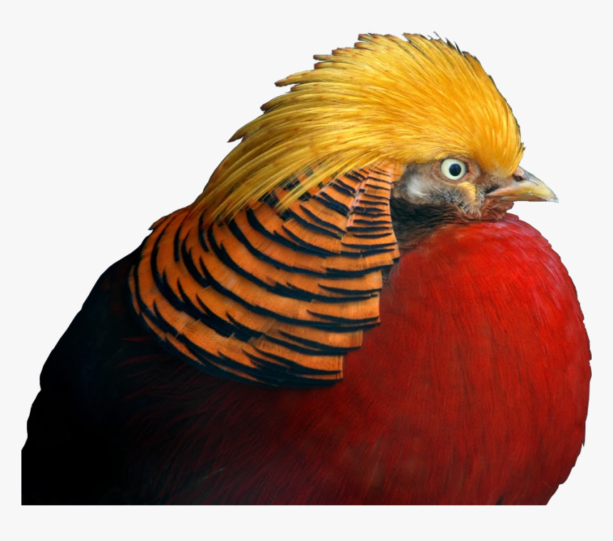 Golden Pheasant Gif Transparent Background, HD Png Download