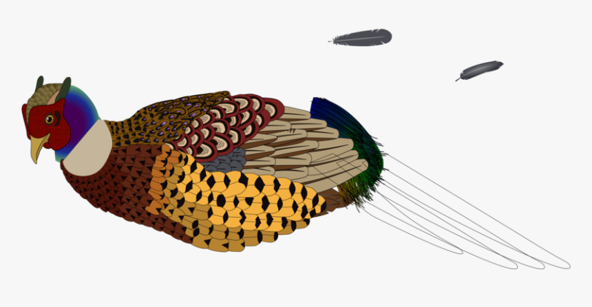 Pheasant,fowl,wing - Pheasants Clipart Transparent, HD Png Download