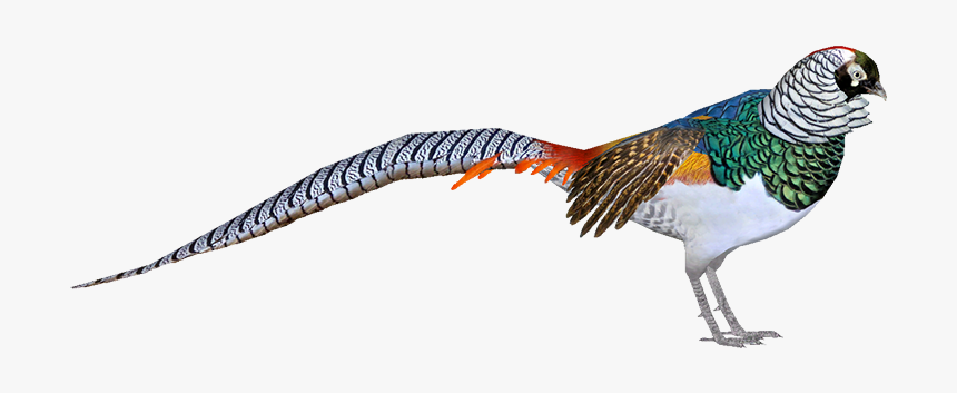 Amherst - Phasianidae, HD Png Download