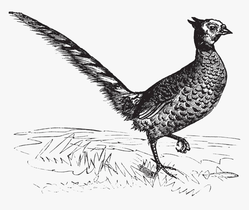 Drawing Pheasant Royalty-free Illustration - Fasan Kupferstich, HD Png Download