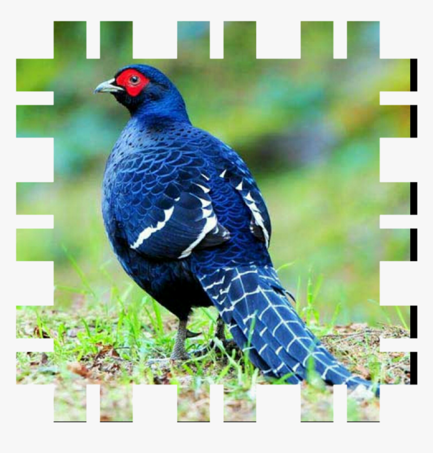 Clip Art Bird Ring Necked Partridge - Faisan Mikado, HD Png Download