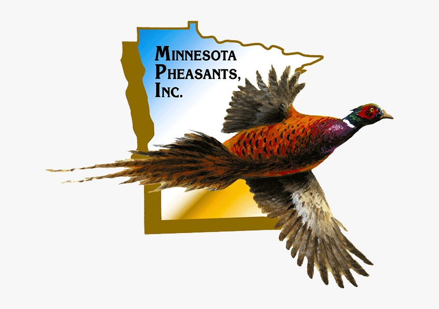 Ring-necked Pheasant, HD Png Download
