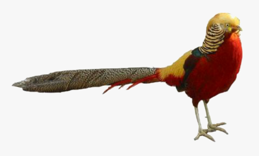 #pheasant #sticker#editwithpicsart - Ring-necked Pheasant, HD Png Download