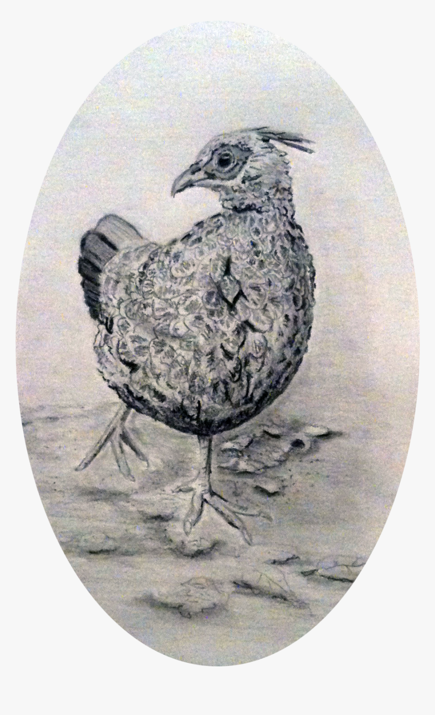 Pheasant - Ruffed Grouse, HD Png Download