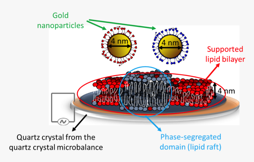 Circle, HD Png Download
