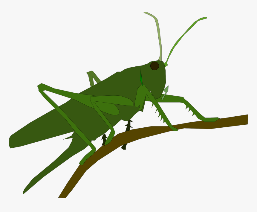 Cricket,wing,grasshopper - Clipart Grasshopper Jumps, HD Png Download