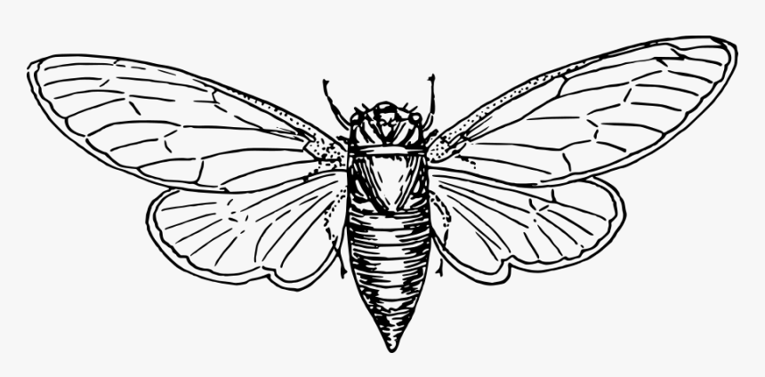 Locust Svg Clip Arts - Locust Vector, HD Png Download