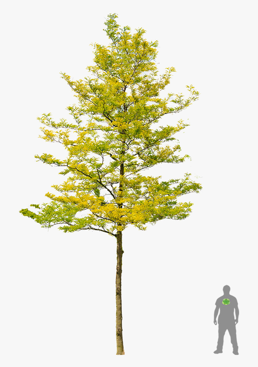 Transparent Sun Burst Png - Gleditsia Triacanthos Cut Out, Png Download