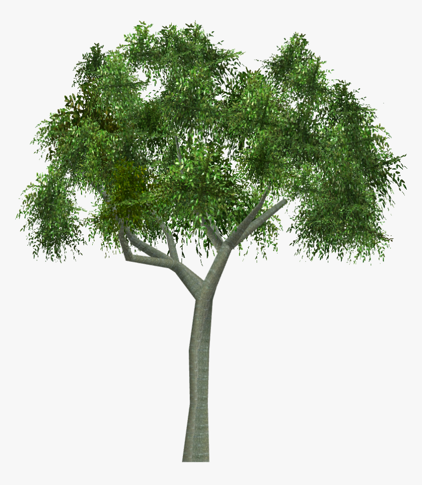 Black Locust Tree Zt2, HD Png Download
