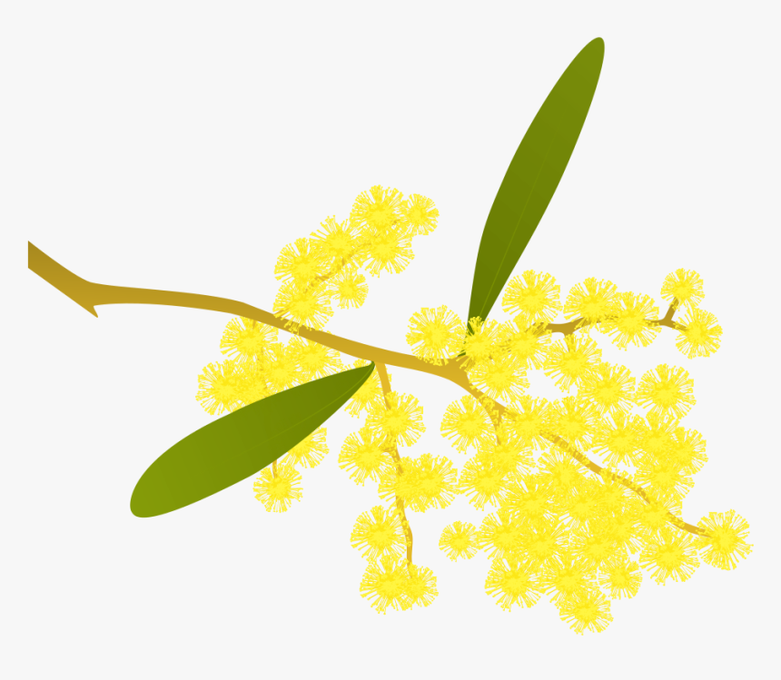 Golden Wattle Acacia Pycnantha - Golden Wattle Clipart, HD Png Download