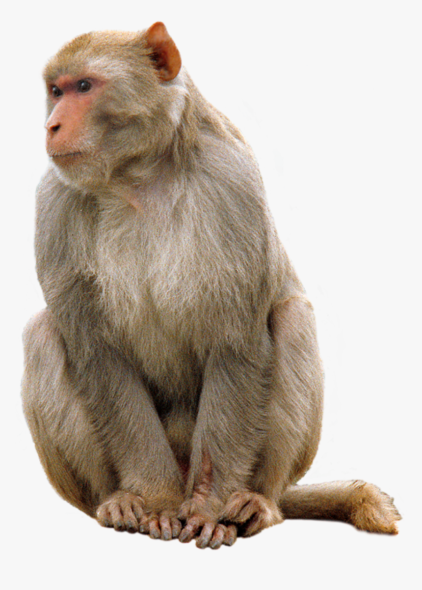 Monkey Png, Transparent Png