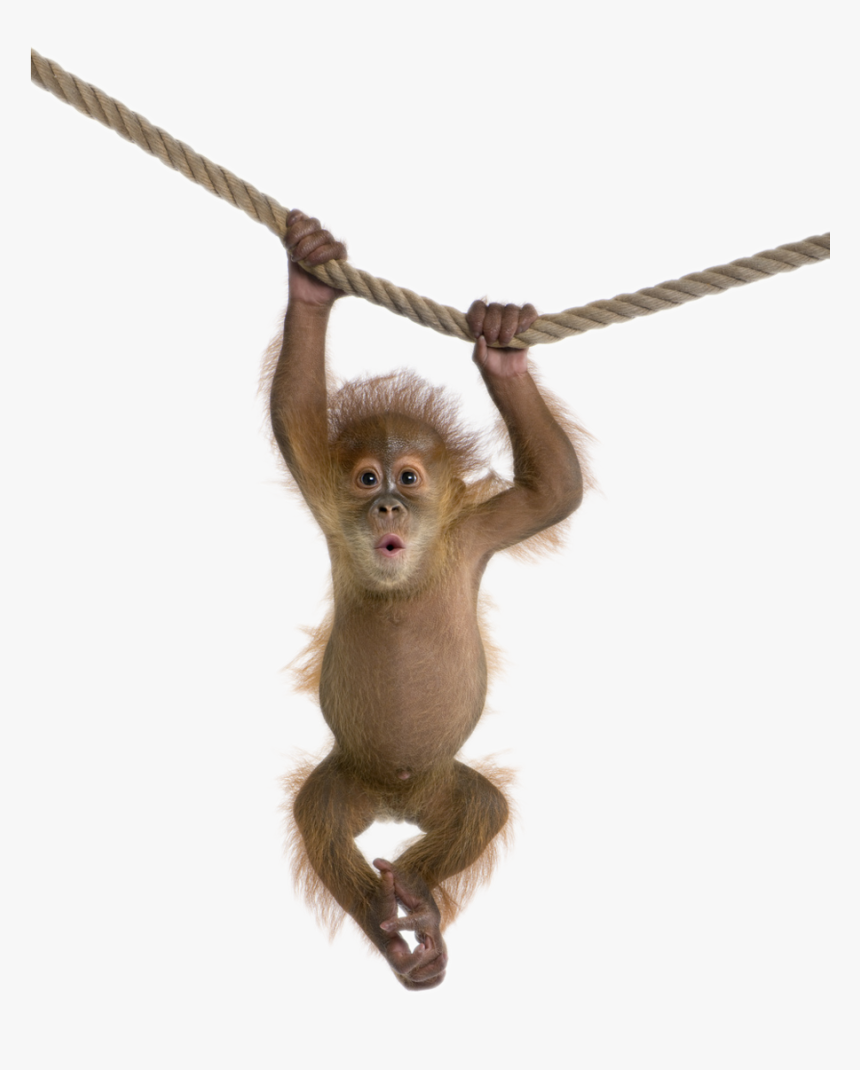 Monkey Free Download Png - Monkey Png Transparent, Png Download