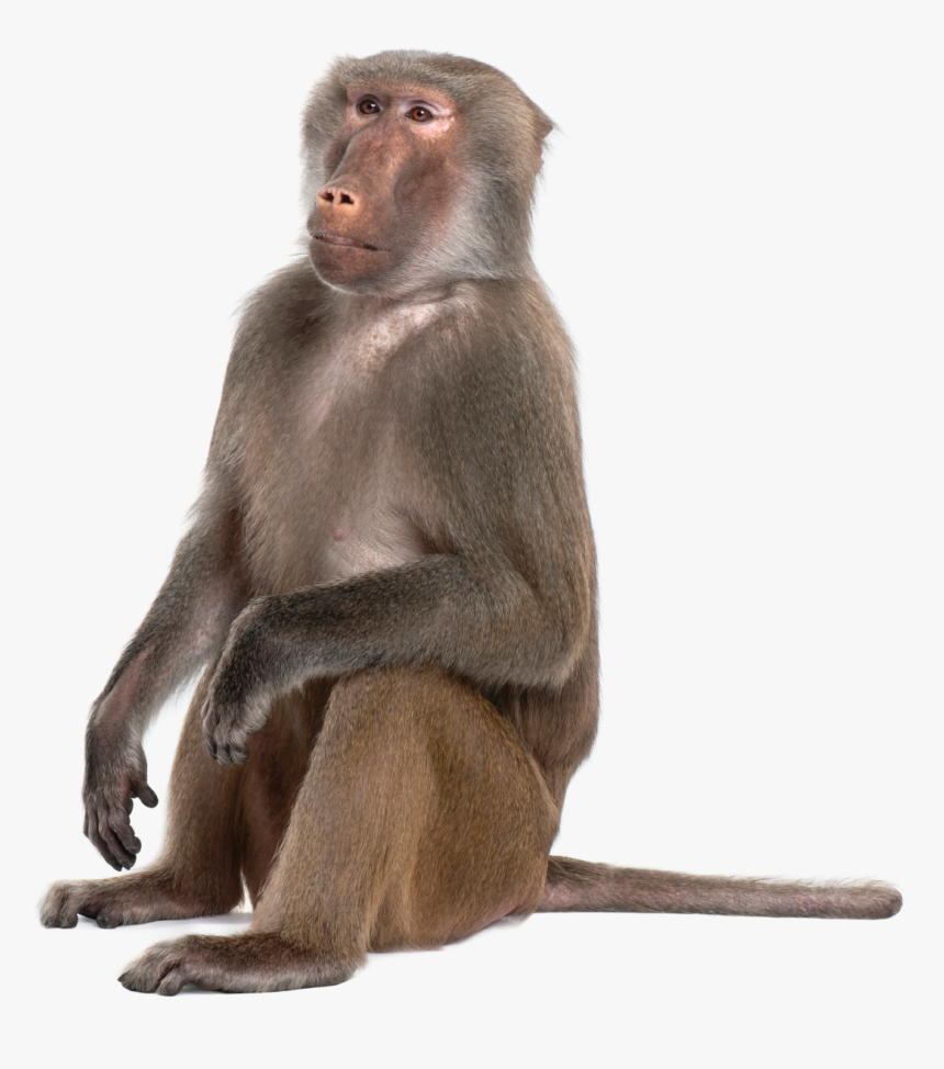 Portable Network Graphics Monkey Baboons Mandrill Primate - Transparent Baboon Png, Png Download