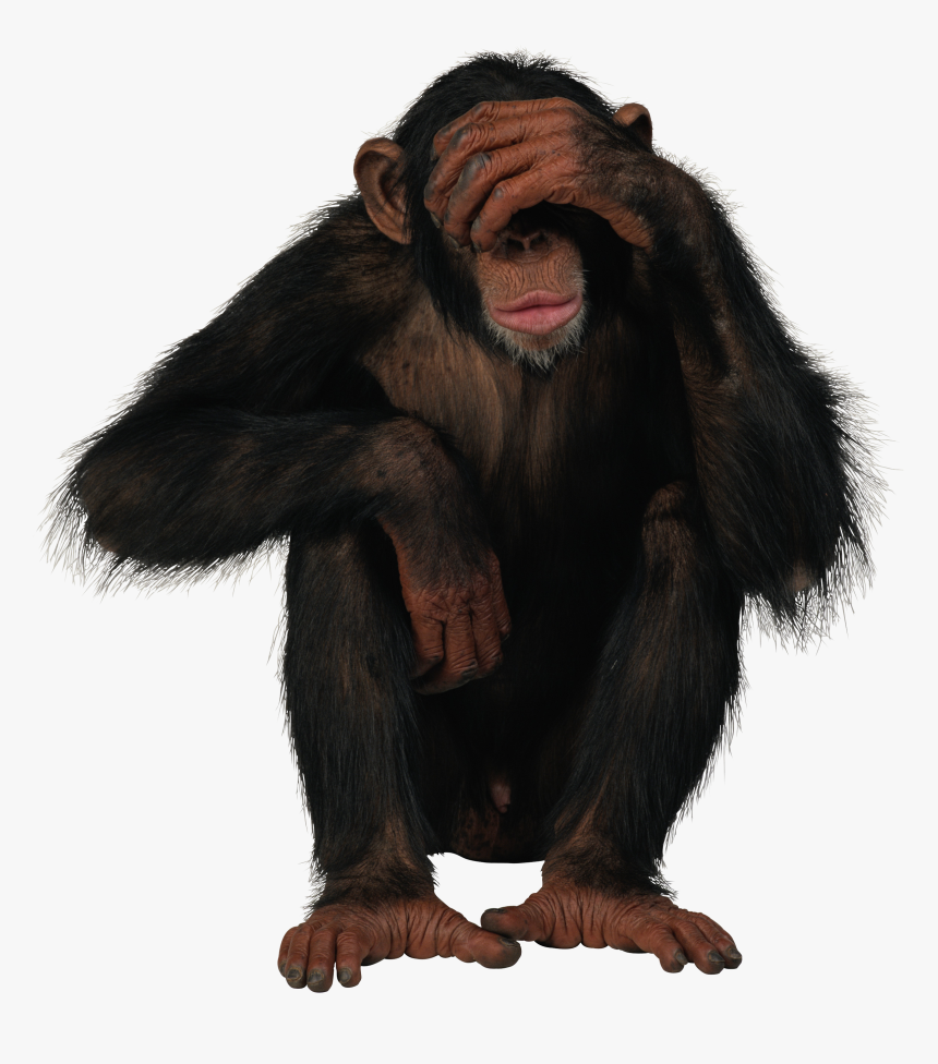 Monkey Png, Transparent Png