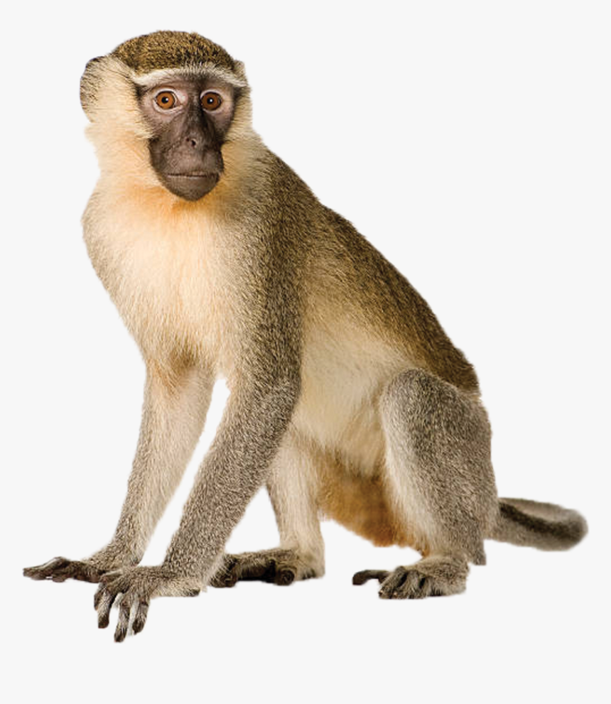 Monkey Animal, HD Png Download