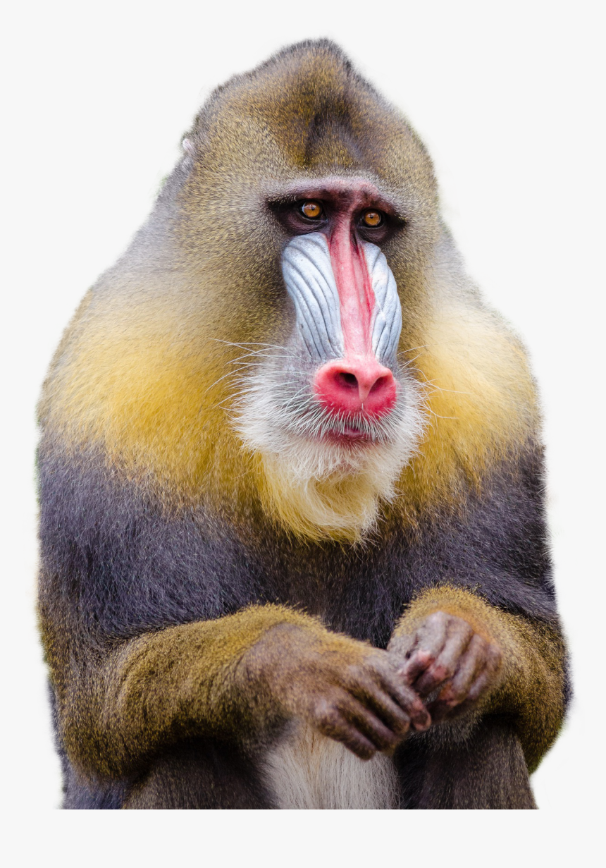Mandrill Monkey Png Image - Monkey Png, Transparent Png