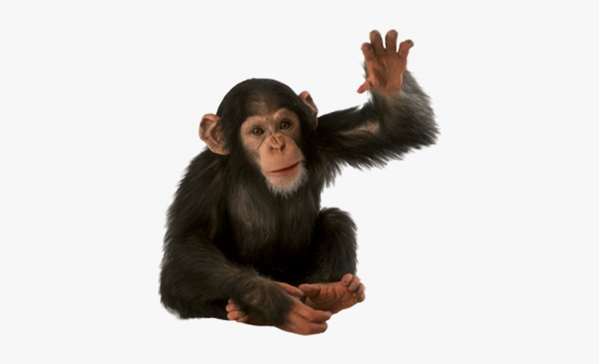 Monkey Png - Monkey Png Transparent, Png Download