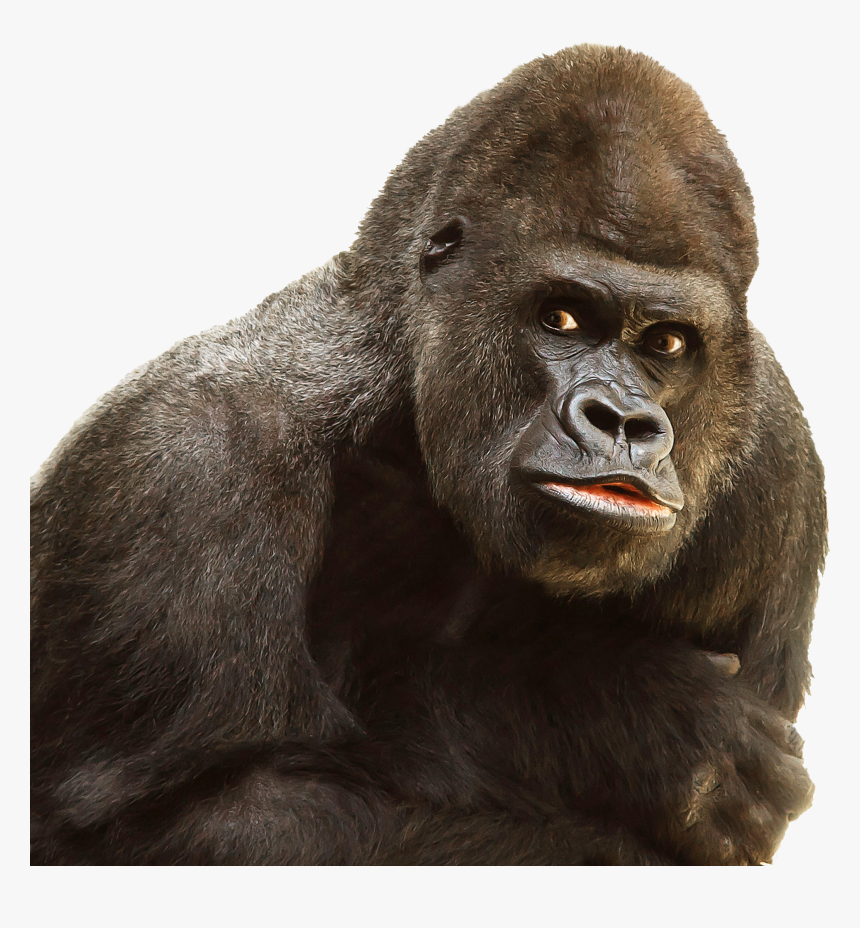 Gorilla Png, Transparent Png
