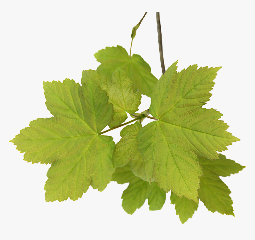 Leaves Acer Png Free Picture - Feuilles Png, Transparent Png