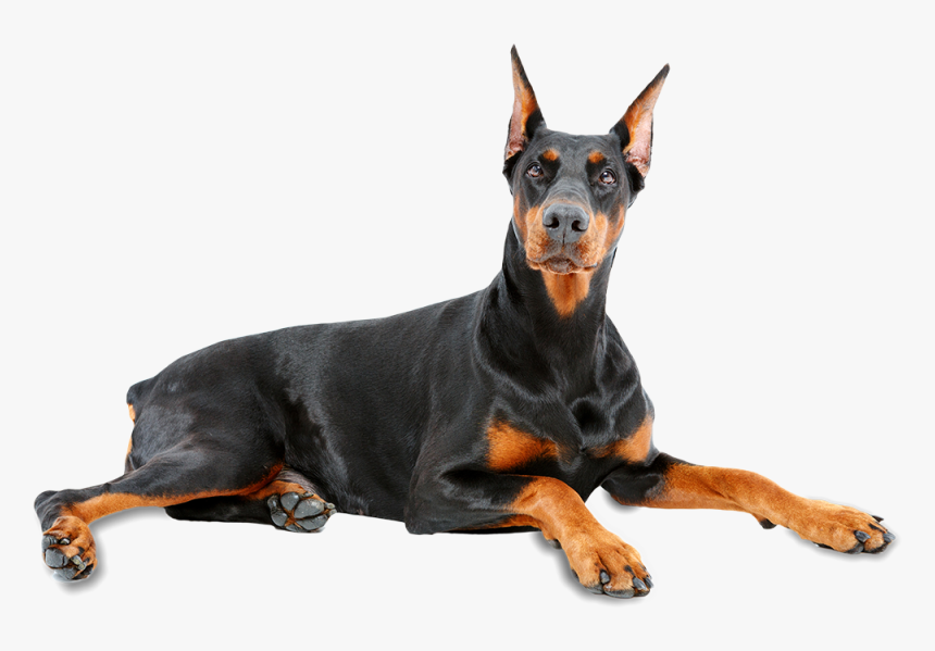 Doberman Pinscher Png 7 » Png Image - Doberman Pinscher Png, Transparent Png